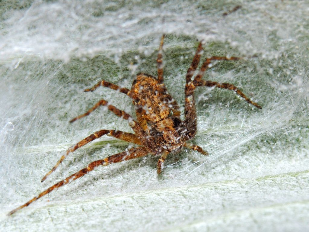 Un ragno nascosto nella propria rete